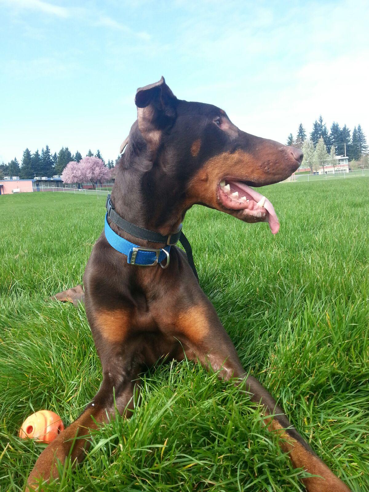 Liam the Doberman, a red Doberman Pincher dog with natural erect ears.