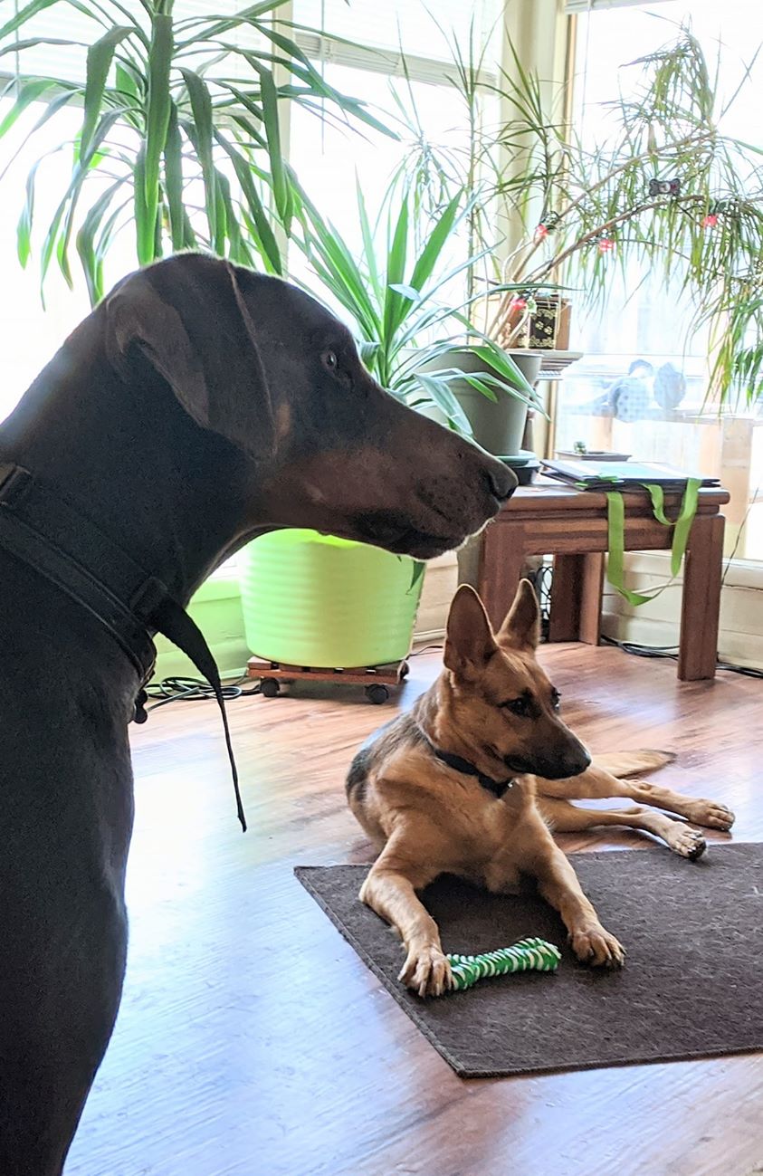 Finn the blue Doberman watches over a dog that we're fostering named Mia