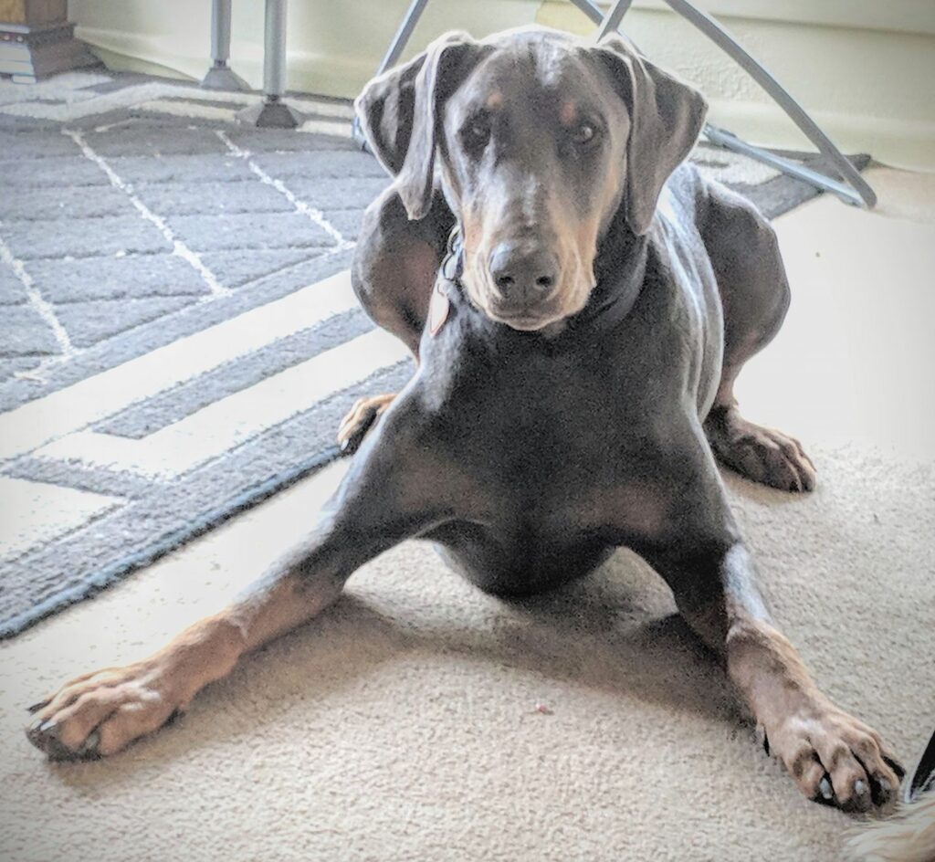 A grey doberman laying down in the play pose, with front paws wide.
