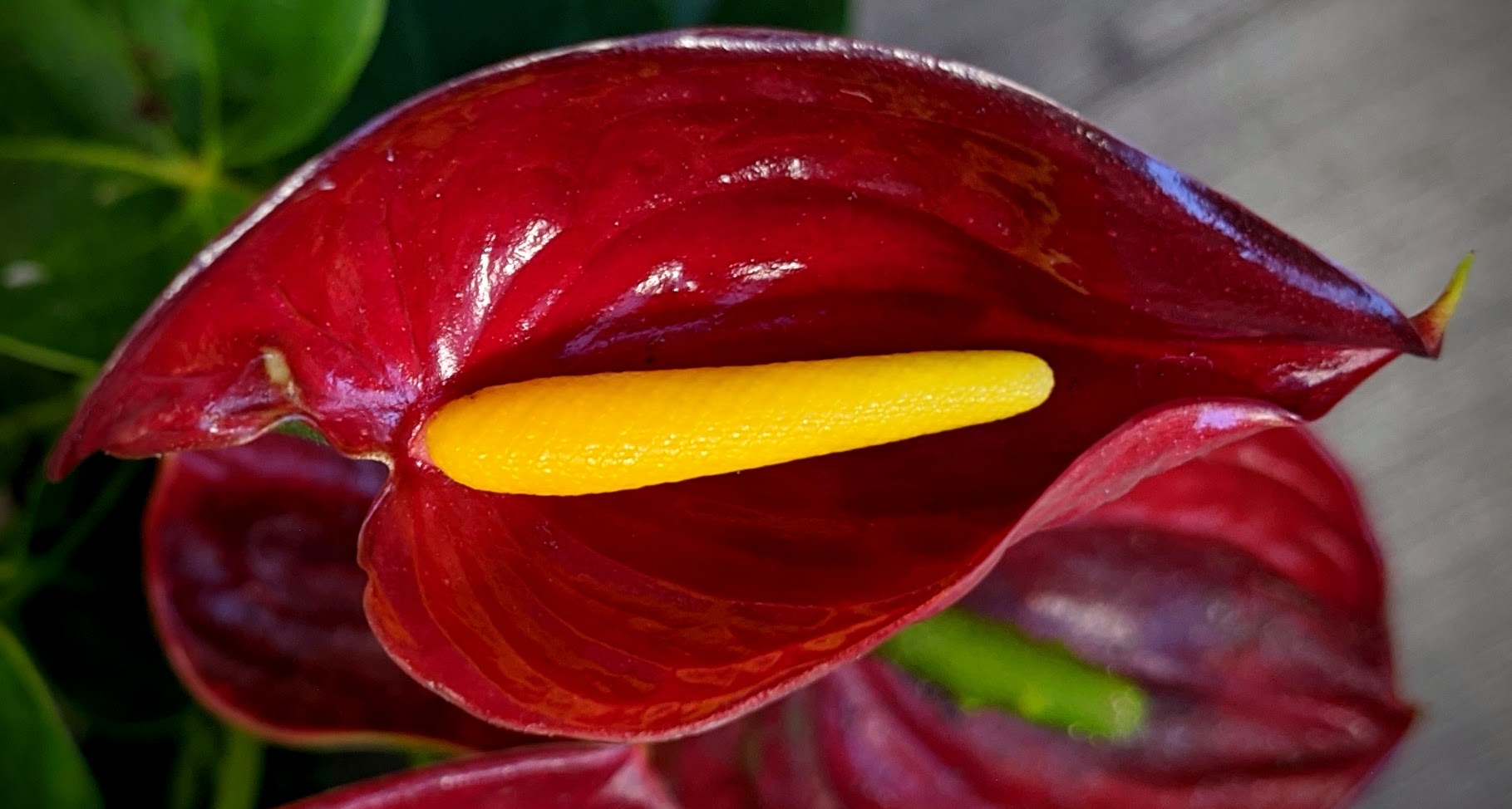 Large exotic red flower with a bright yellow stigma