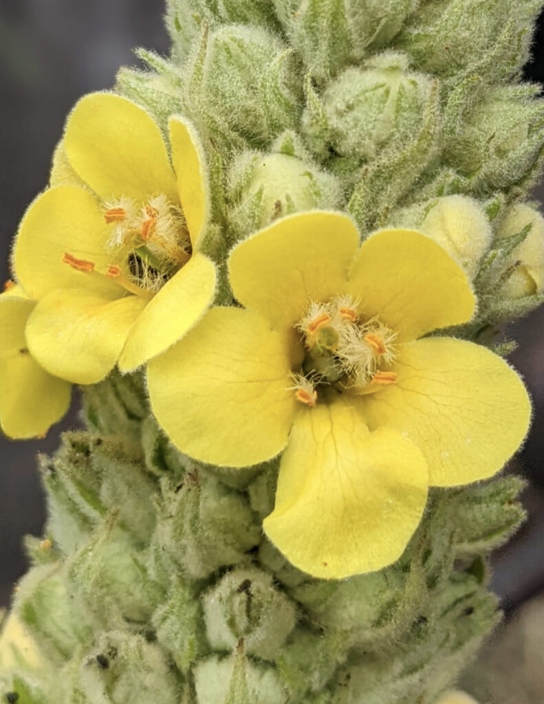 Close up of yellow mullein flowers
