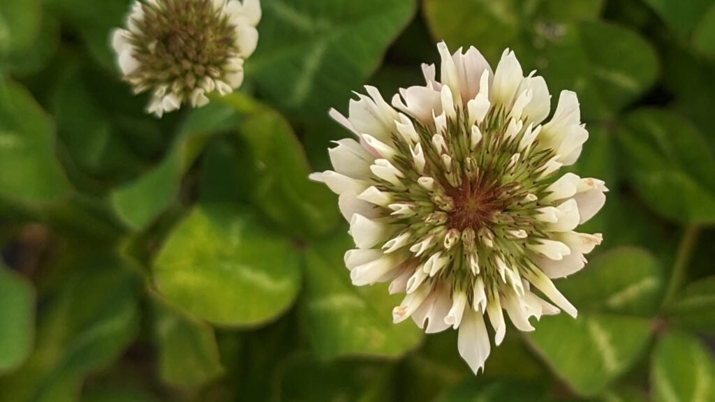 Clover flower