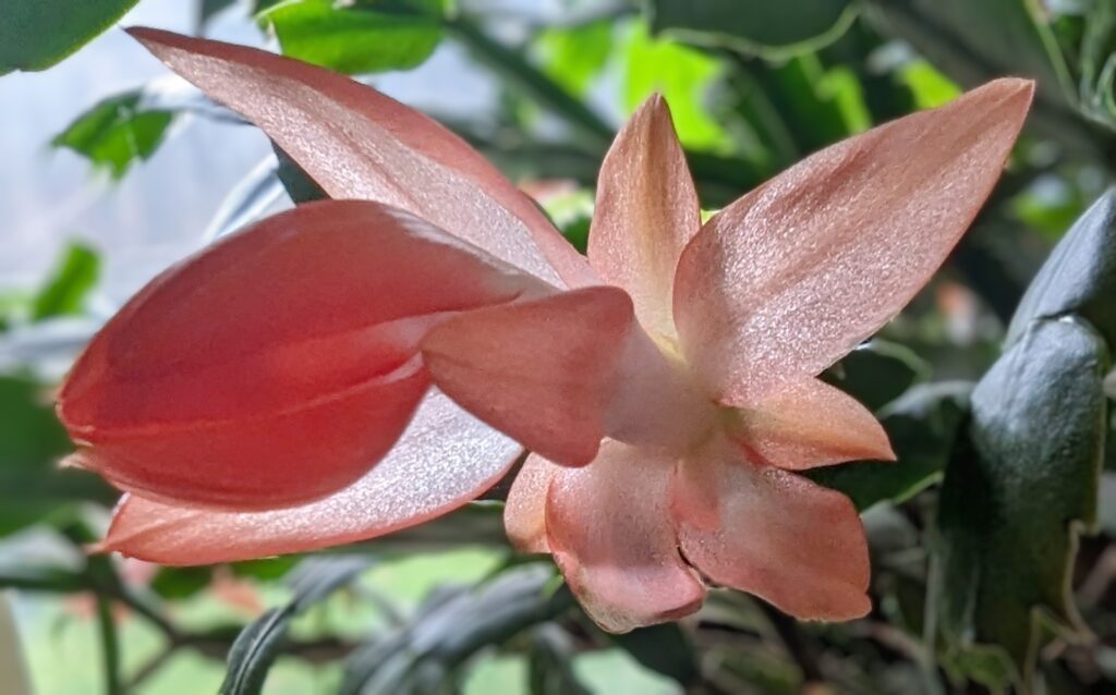 Coral colored Schlumbergera flower bud partly bloomed.