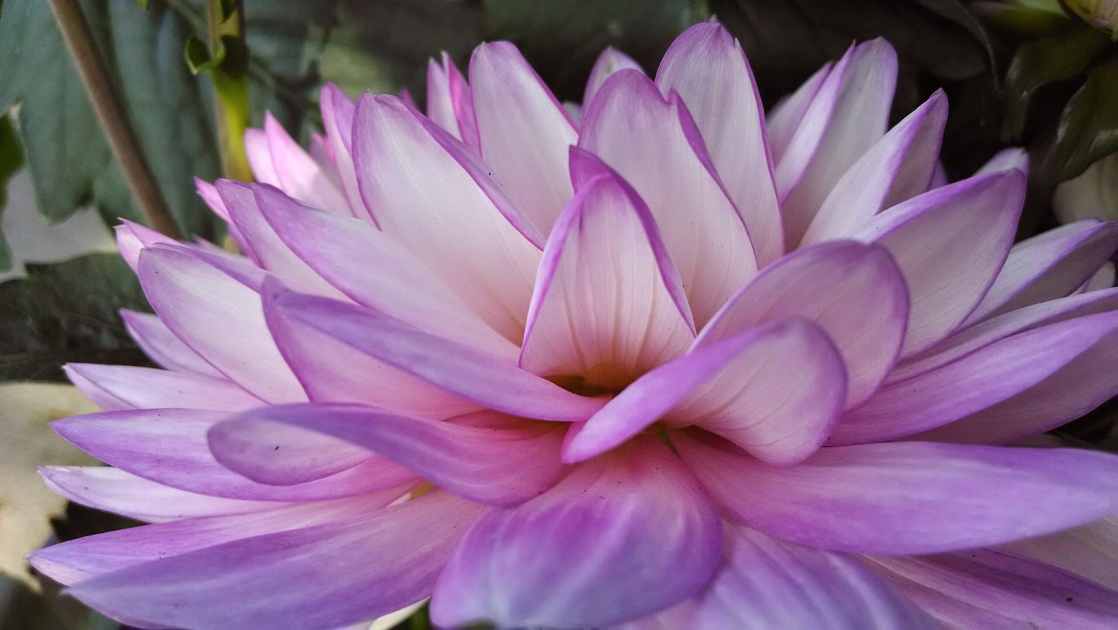 Close side view of a pale purple flower's pedals